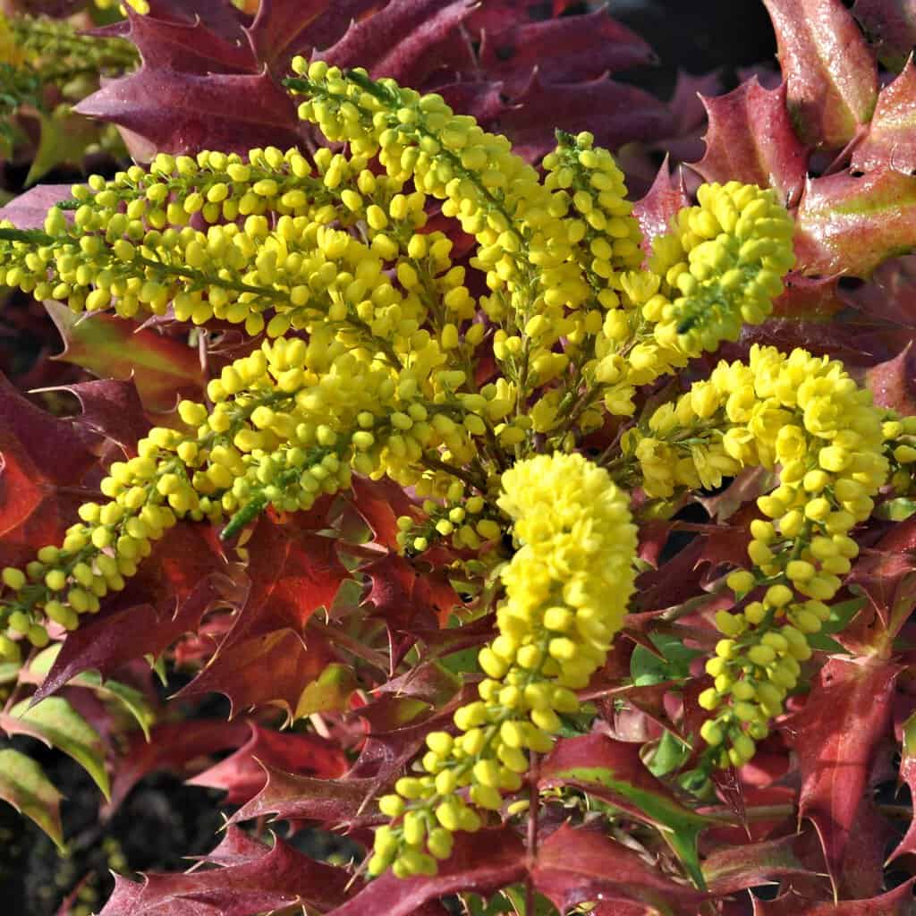Mahonia x media 'Winter Sun' 20-30 cm